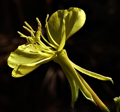 {Oenothera biennis}